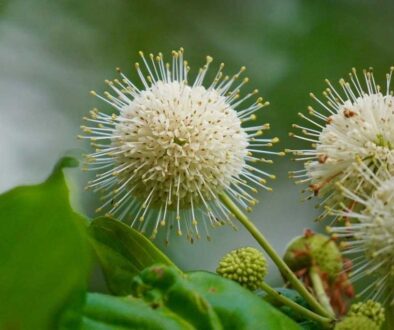 The Beauty of Buttonbushes
