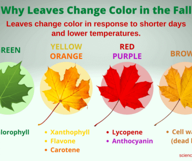 What factors influence autumn colors?