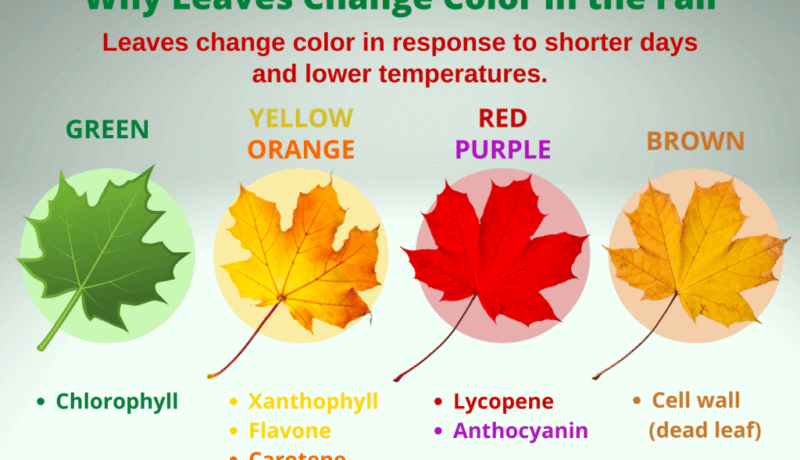 What factors influence autumn colors?