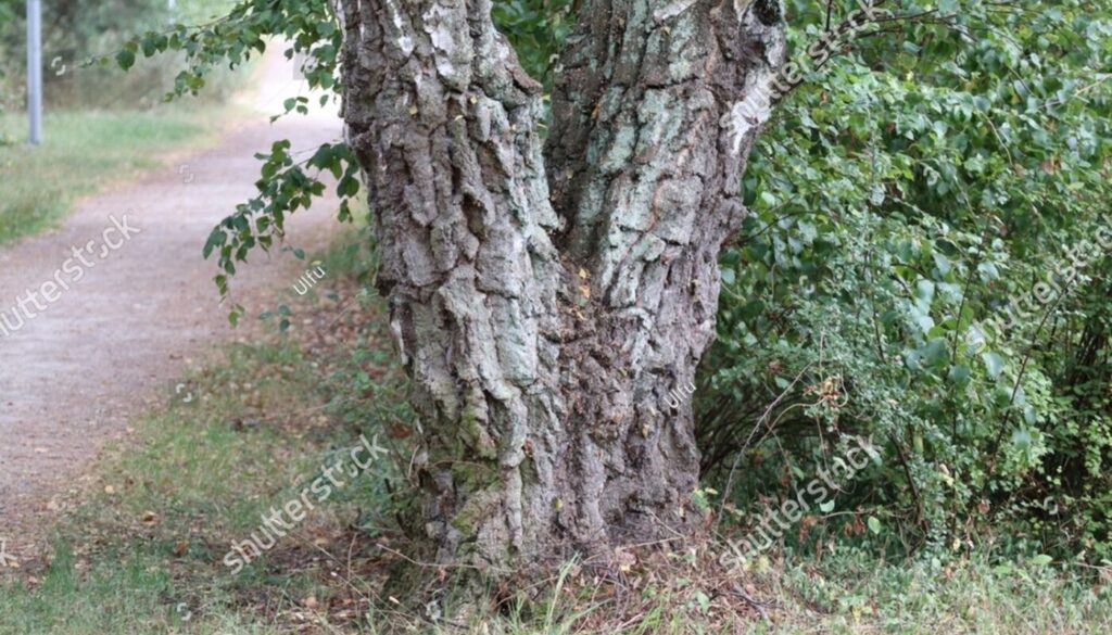 Why Structural Pruning Matters