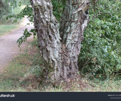 Why Structural Pruning Matters