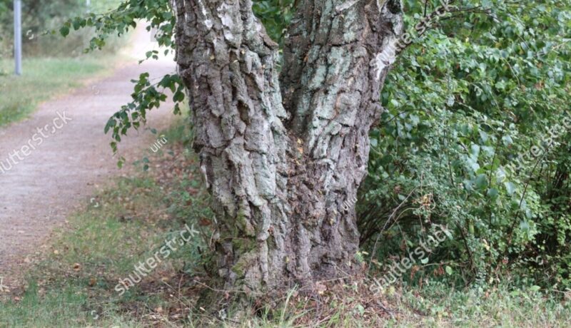 Why Structural Pruning Matters