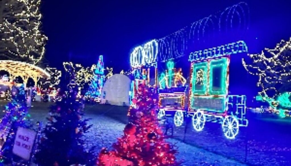 Year-Round Tree Lights: What You Should Know. Holiday lights bring warmth, charm, and a magical glow to your yard during the winter season