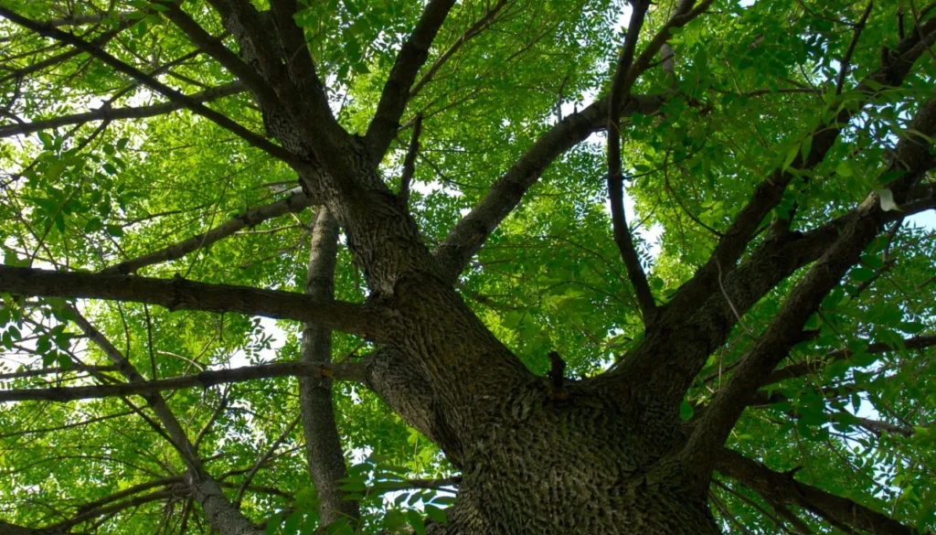 Recent Tree Health Threats