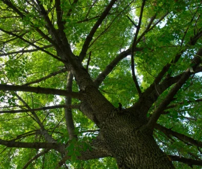 Recent Tree Health Threats