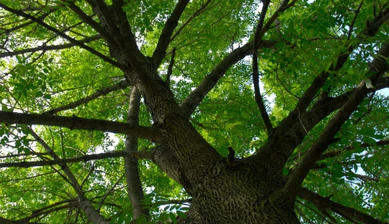Recent Tree Health Threats