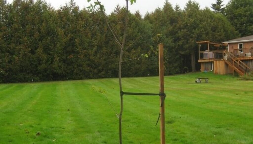 Is it Advisable to Stake my New Tree?