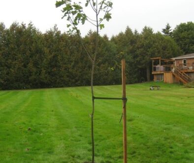 Is it Advisable to Stake my New Tree?