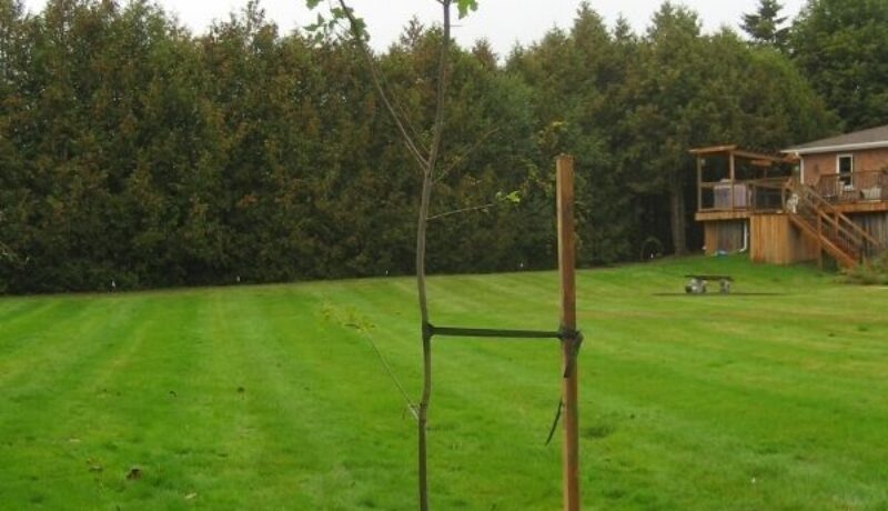 Is it Advisable to Stake my New Tree?