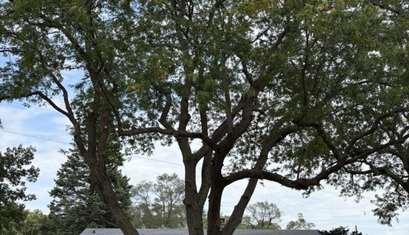 Home Care Practices That Could Be Detrimental to Your Trees Johnson-ops-tree-care