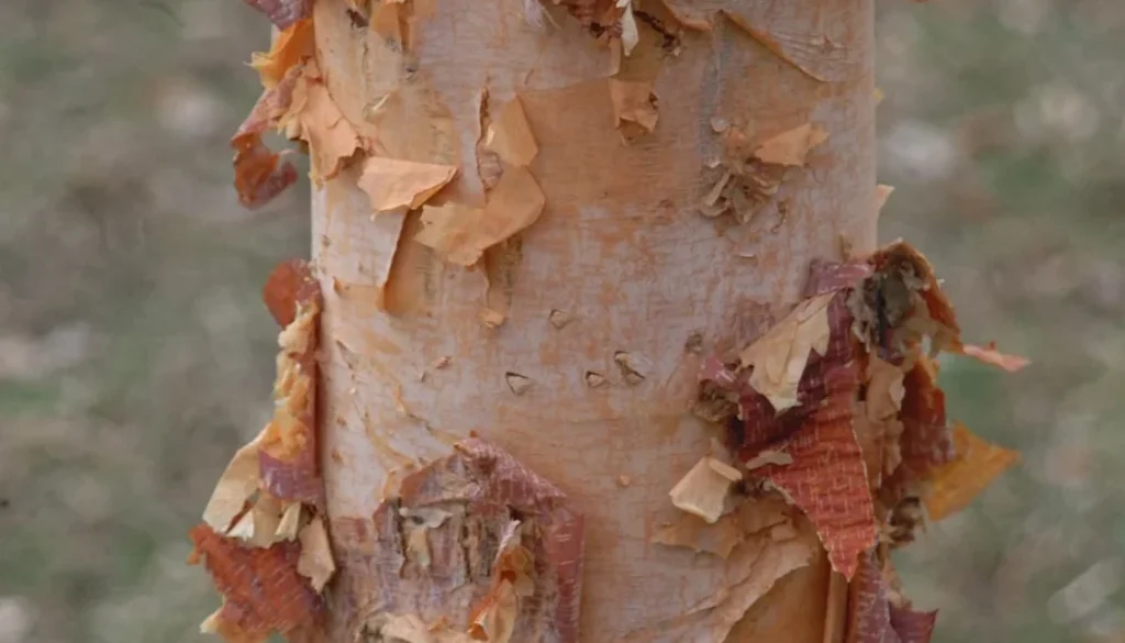 Bark Shedding: Healthy or Problem?