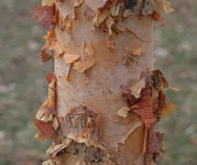 Bark Shedding: Healthy or Problem?