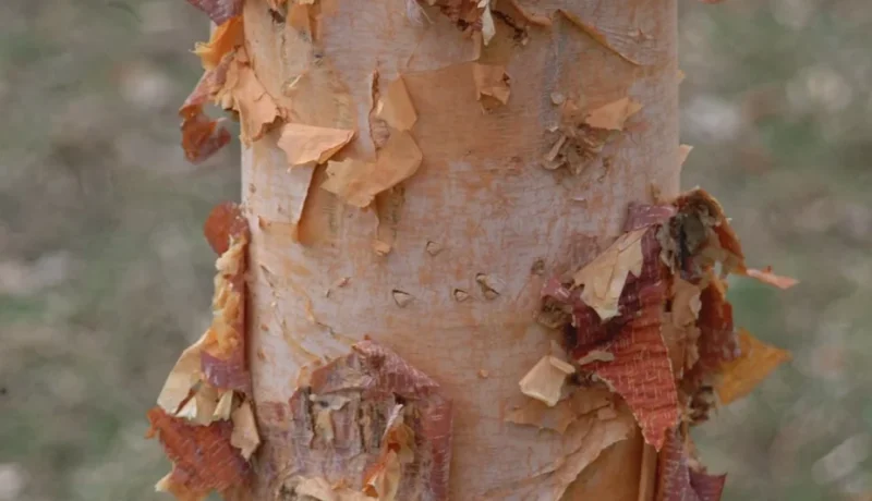 Bark Shedding: Healthy or Problem?