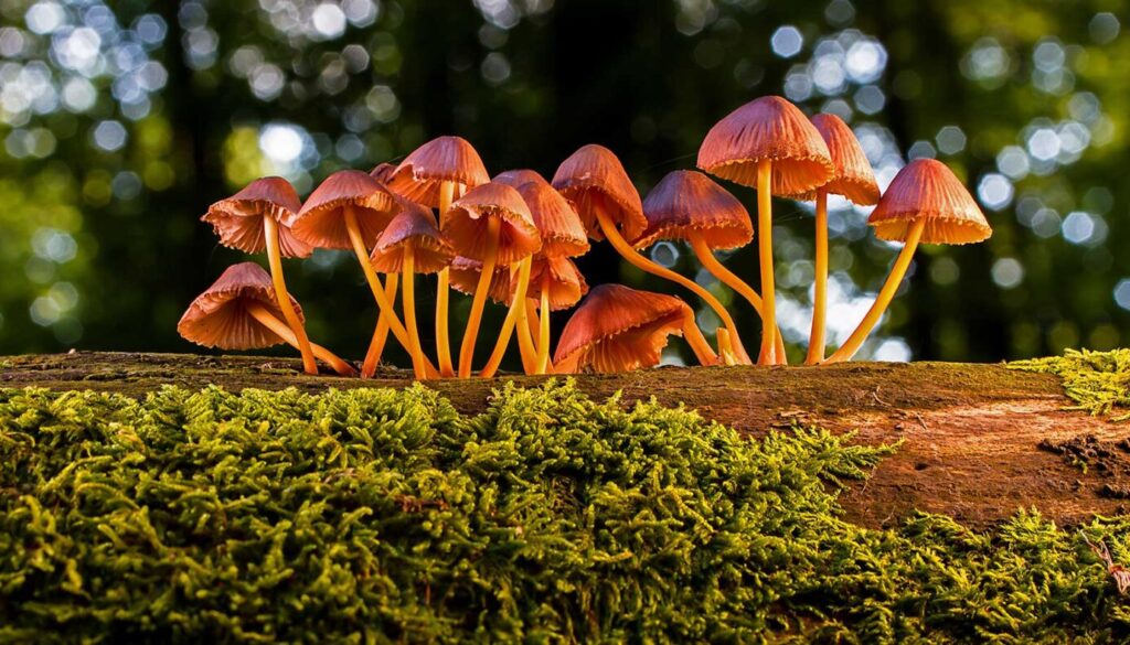 Beneficial Fungi for Healthier Trees