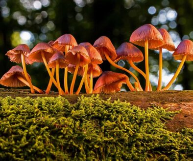 Beneficial Fungi for Healthier Trees