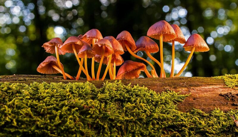 Beneficial Fungi for Healthier Trees