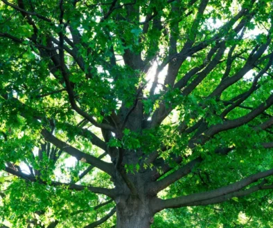 Caring for Mature Trees