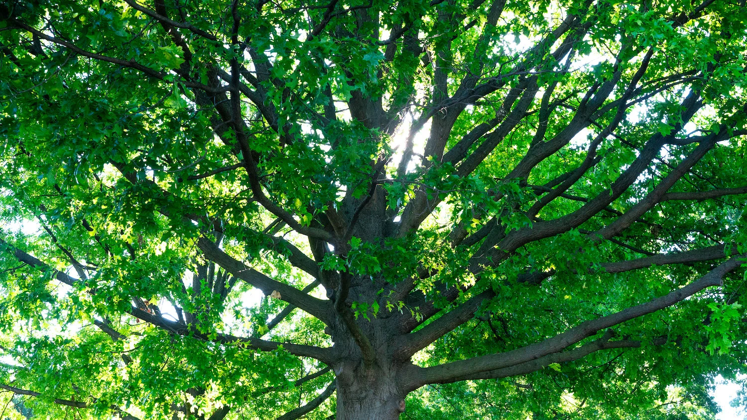 Caring for Mature Trees - Johnson Ops Tree Care