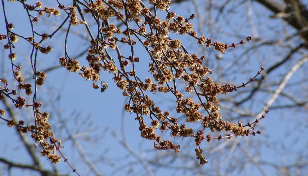 Mild Winters and Tree Health