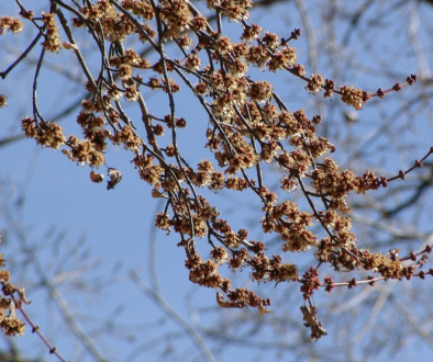 Mild Winters and Tree Health