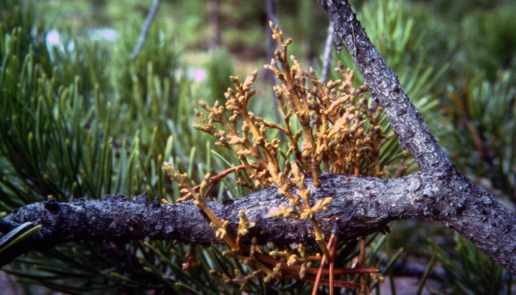 Not Your Average Mistletoe