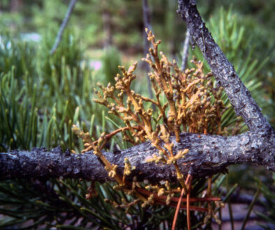 Not Your Average Mistletoe