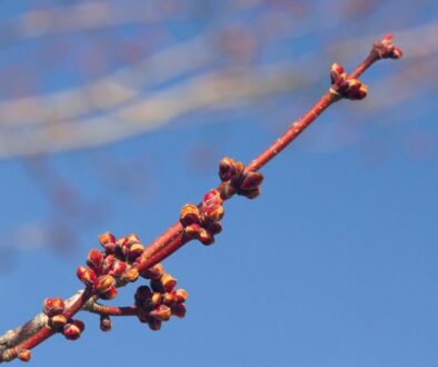 Spring Brings the Outdoors to Life