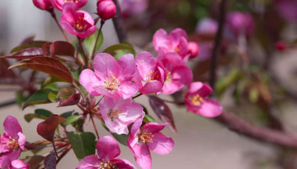 Springtime Care for Flowering Trees