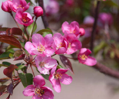 Springtime Care for Flowering Trees