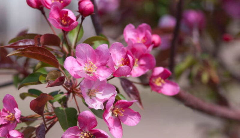 Springtime Care for Flowering Trees