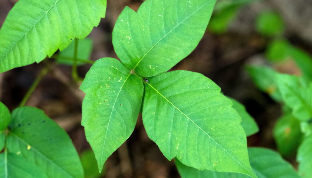 Poison Ivy: What to Know