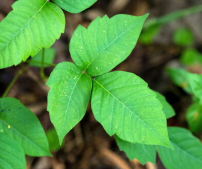 Poison Ivy: What to Know