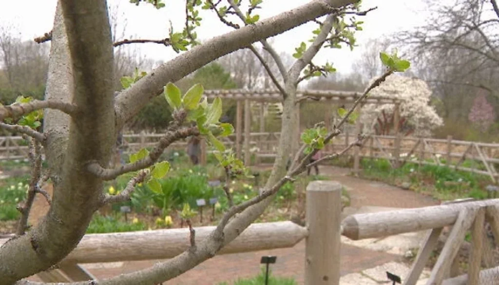 Spring Tree Care Guidelines for a Healthy Landscape