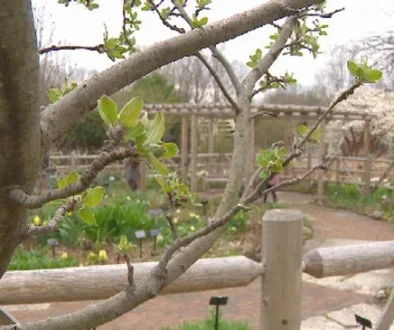 Spring Tree Care Guidelines for a Healthy Landscape