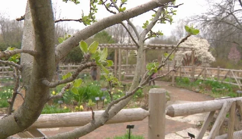 Spring Tree Care Guidelines for a Healthy Landscape