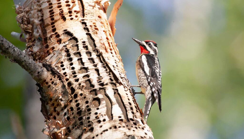 What Causes Rows of Holes in Trees