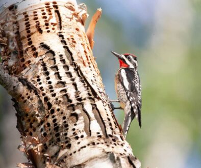 What Causes Rows of Holes in Trees