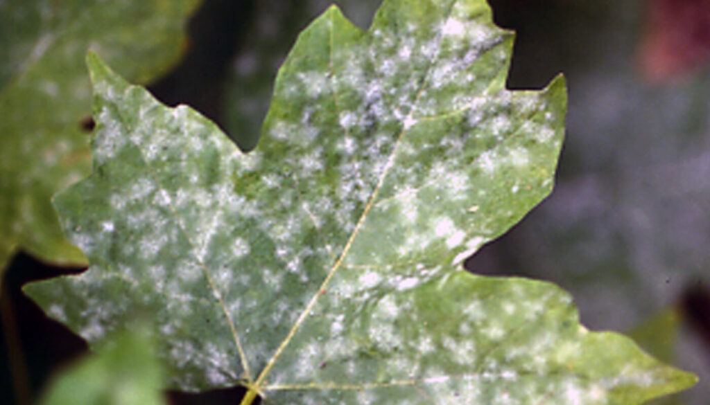 What is this Powdery Mildew on my Tree?