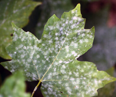 What is this Powdery Mildew on my Tree?